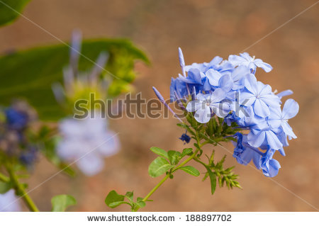 Plumbago.