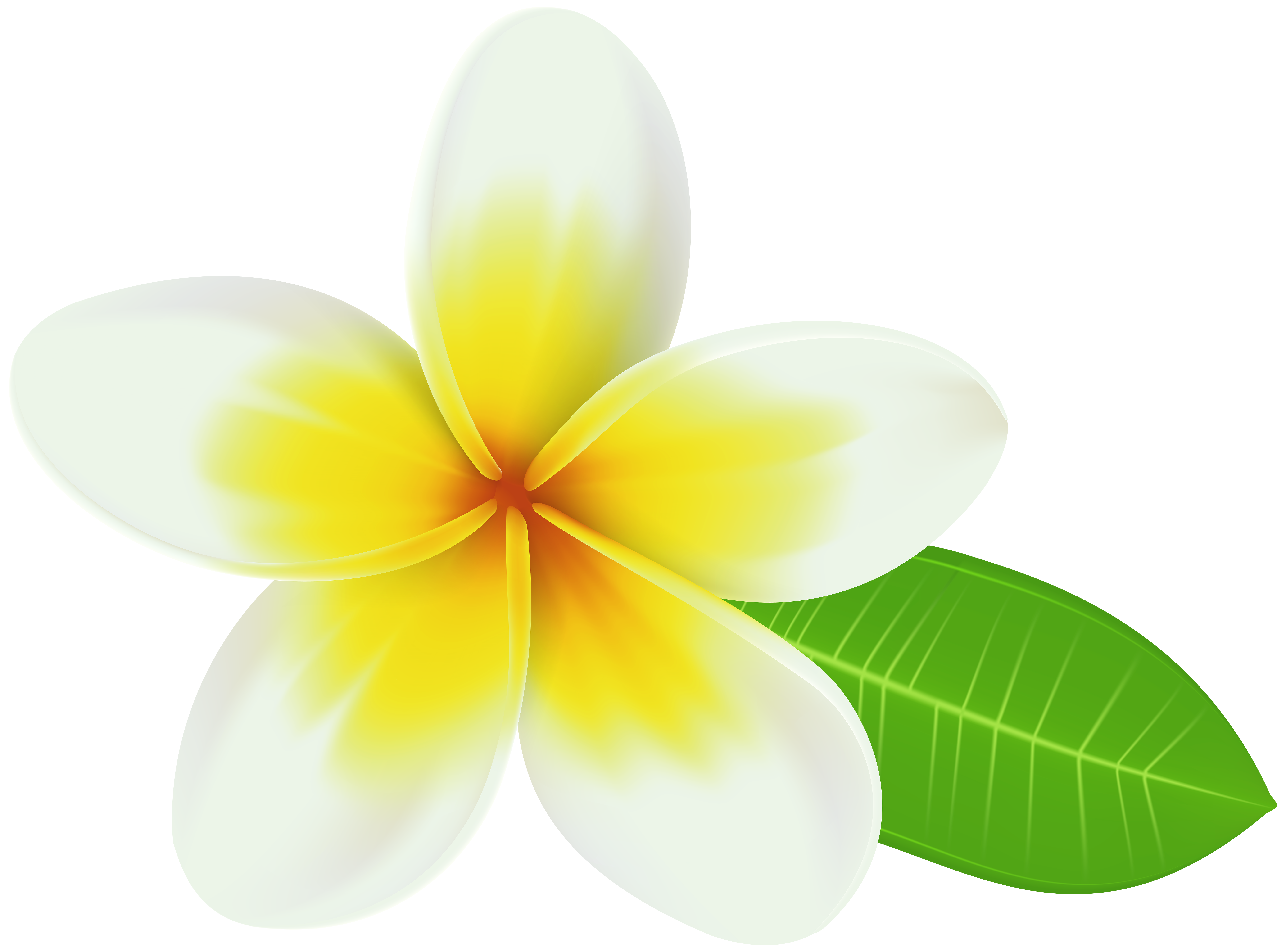 plumeria clip art 10 free Cliparts | Download images on Clipground 2021