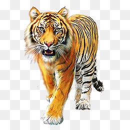 Tiger PNG Images, Download 1,805 Tiger PNG Resources with.