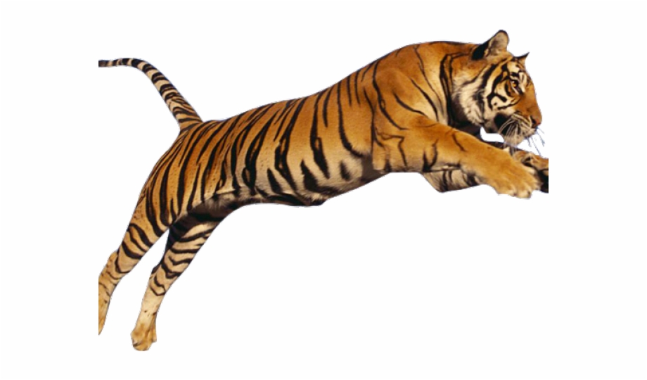 Tiger Png Transparent Images.