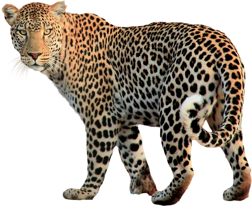 Walking Jaguar Animal Looking Back PNG Transparent Image.