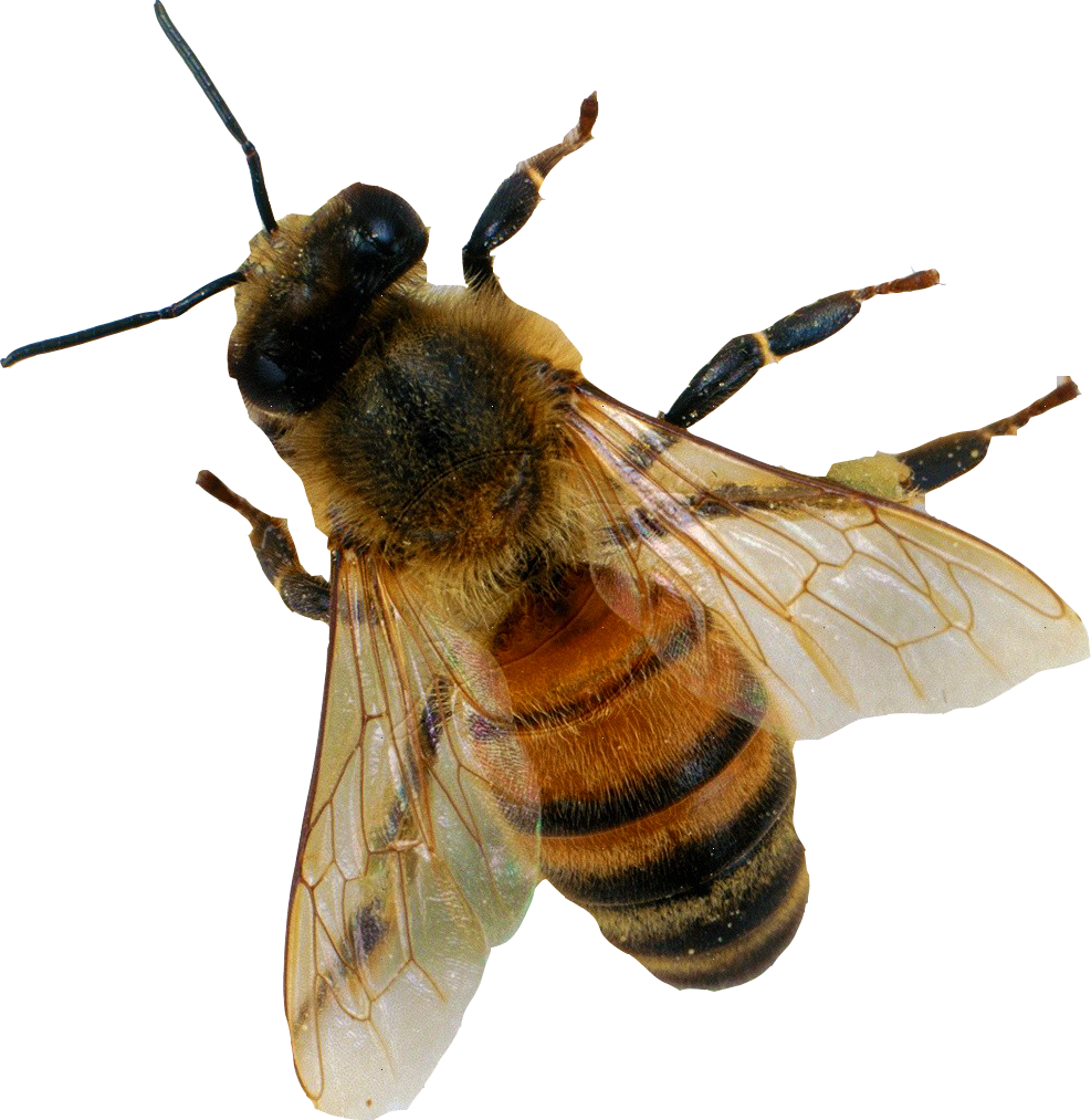 Bee PNG Images Transparent Free Download.