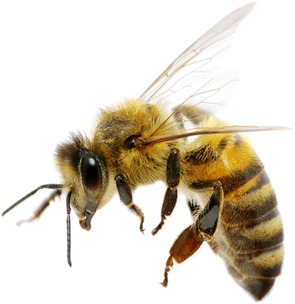 Bee PNG image, free bee picture PNG download.