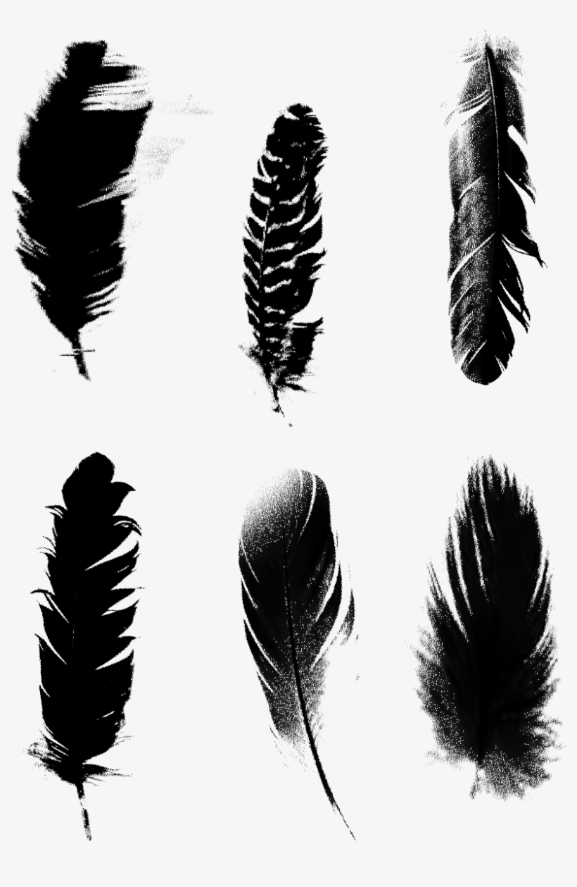 Black Feathers Commercial Minimalist Png และ Psd.