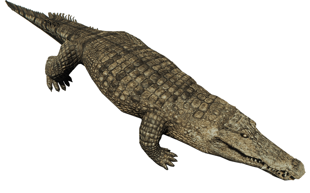 Crocodile.