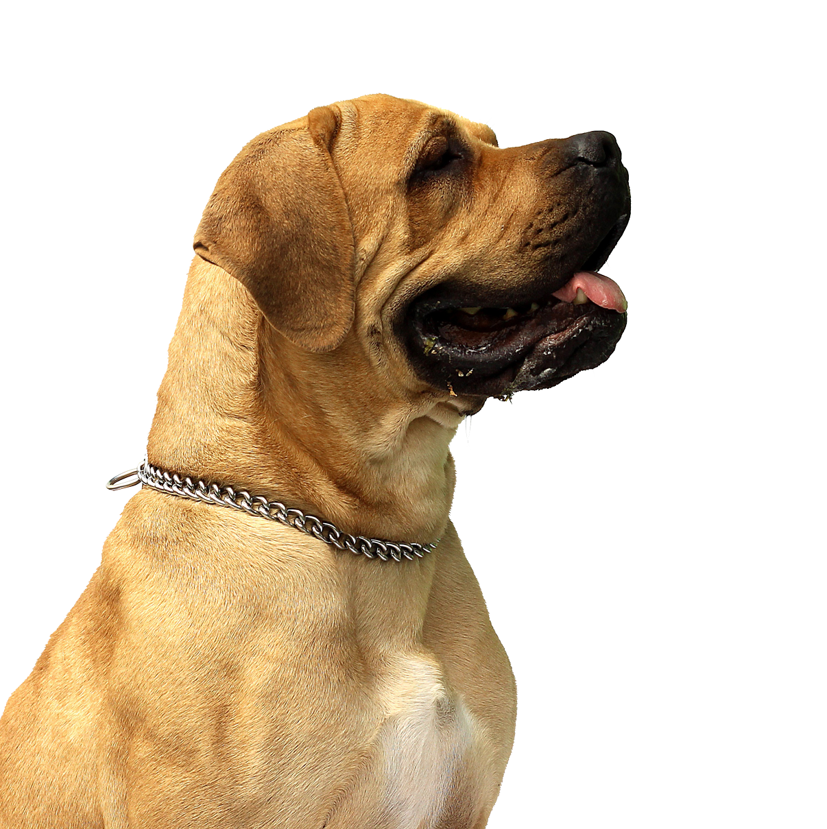 Dog png image, dogs, puppy pictures free download.