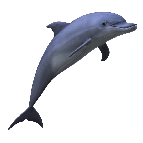 Dolphin transparent PNG.