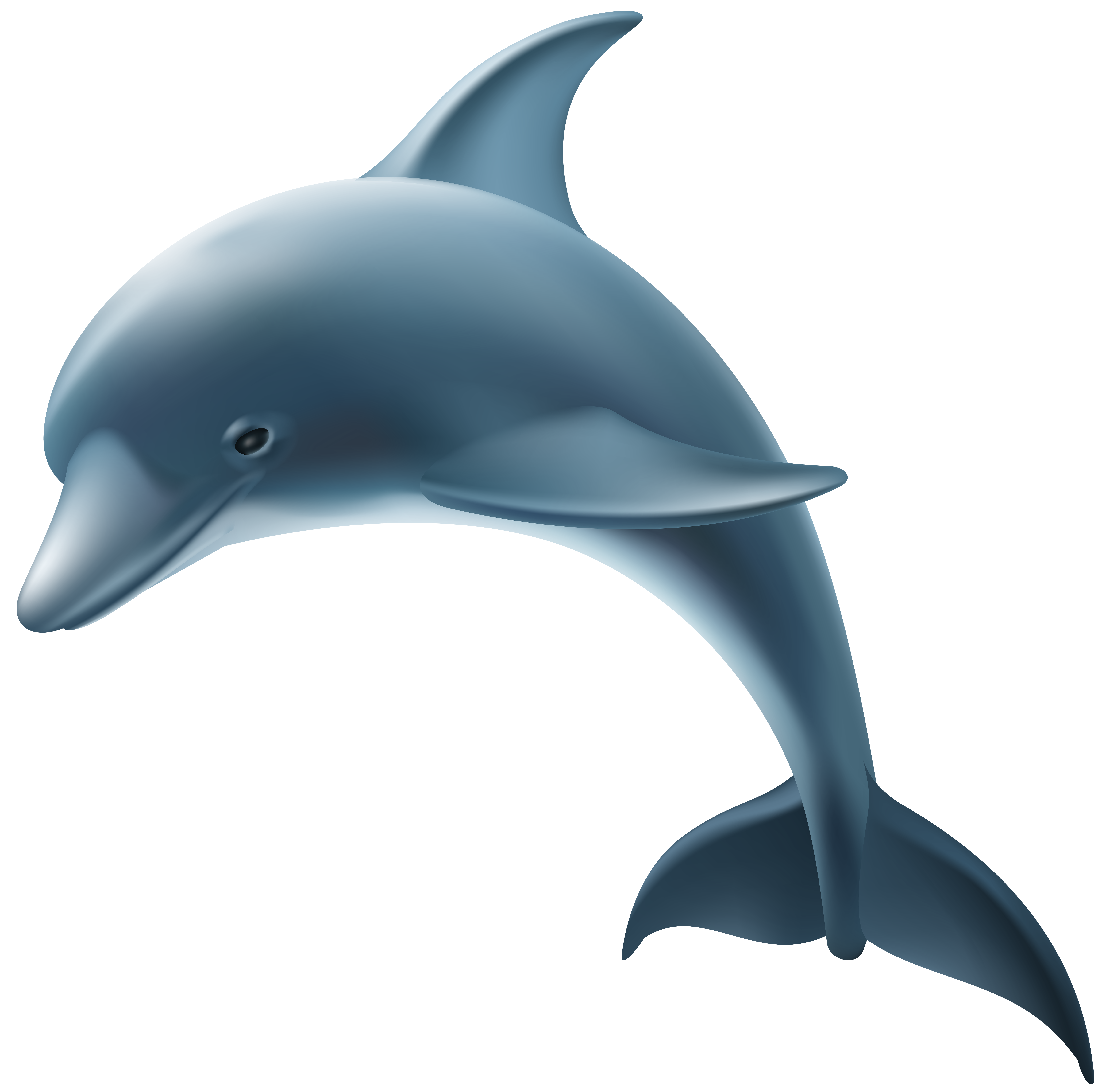 Dolphin PNG Clip Art Image.