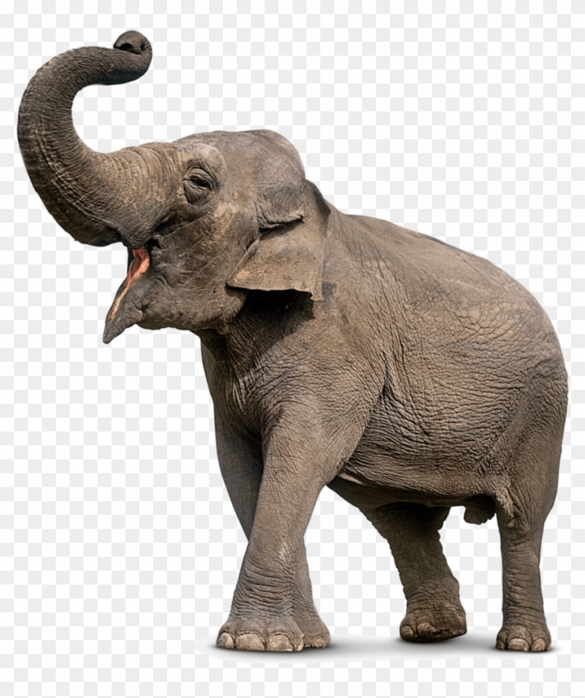 Elephant Png.