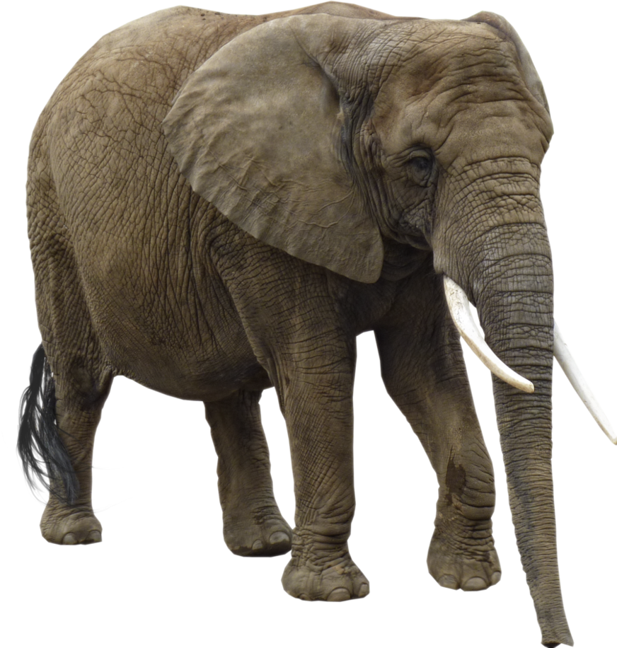 Elephant PNG Image.