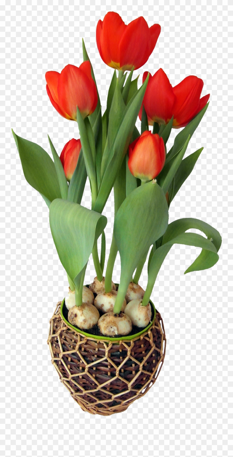 Tulip Flower In Pot.
