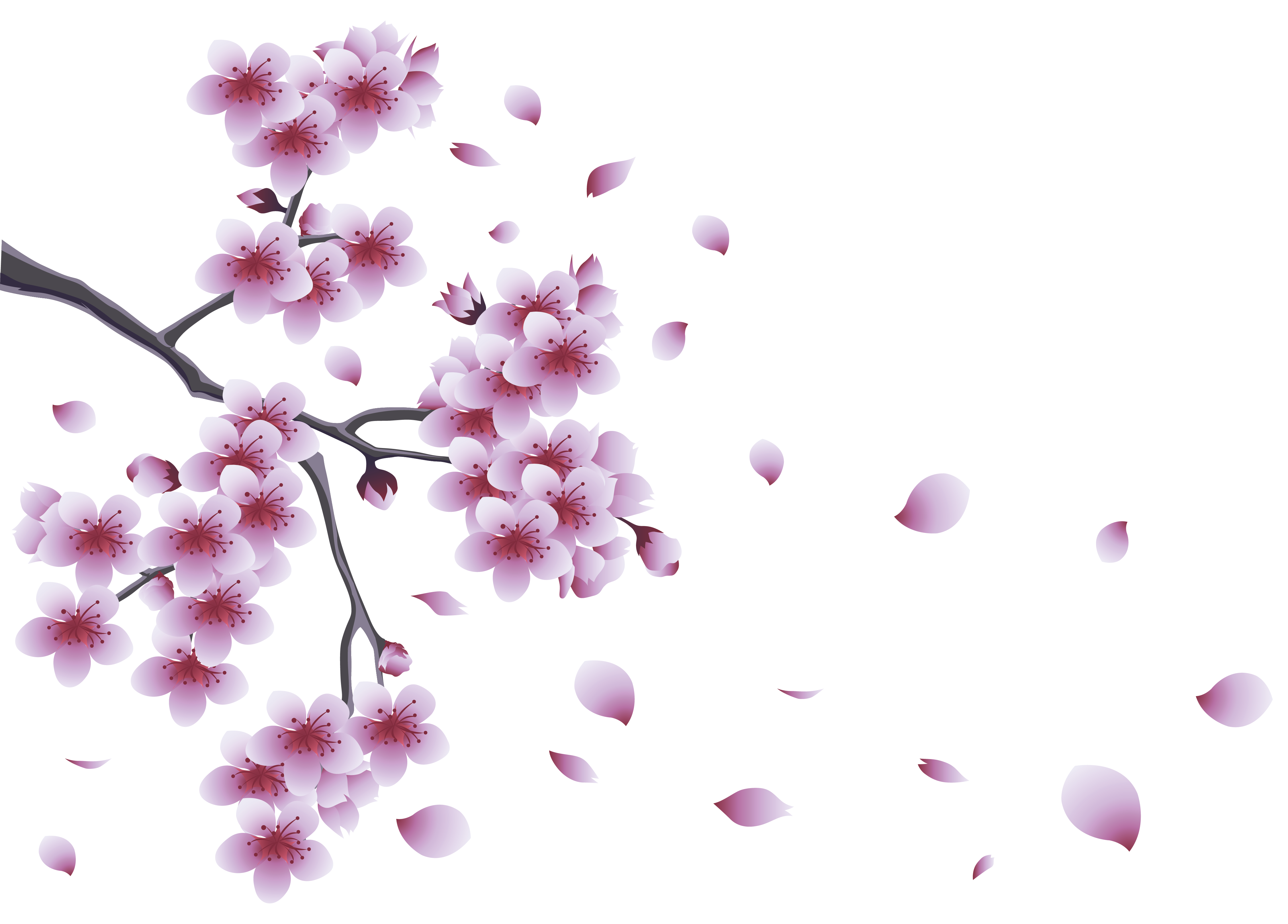 Spring Branch with Tree Flowers PNG Clipart.