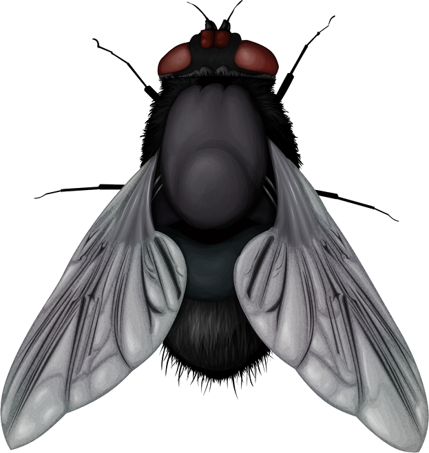 Fly PNG Image.
