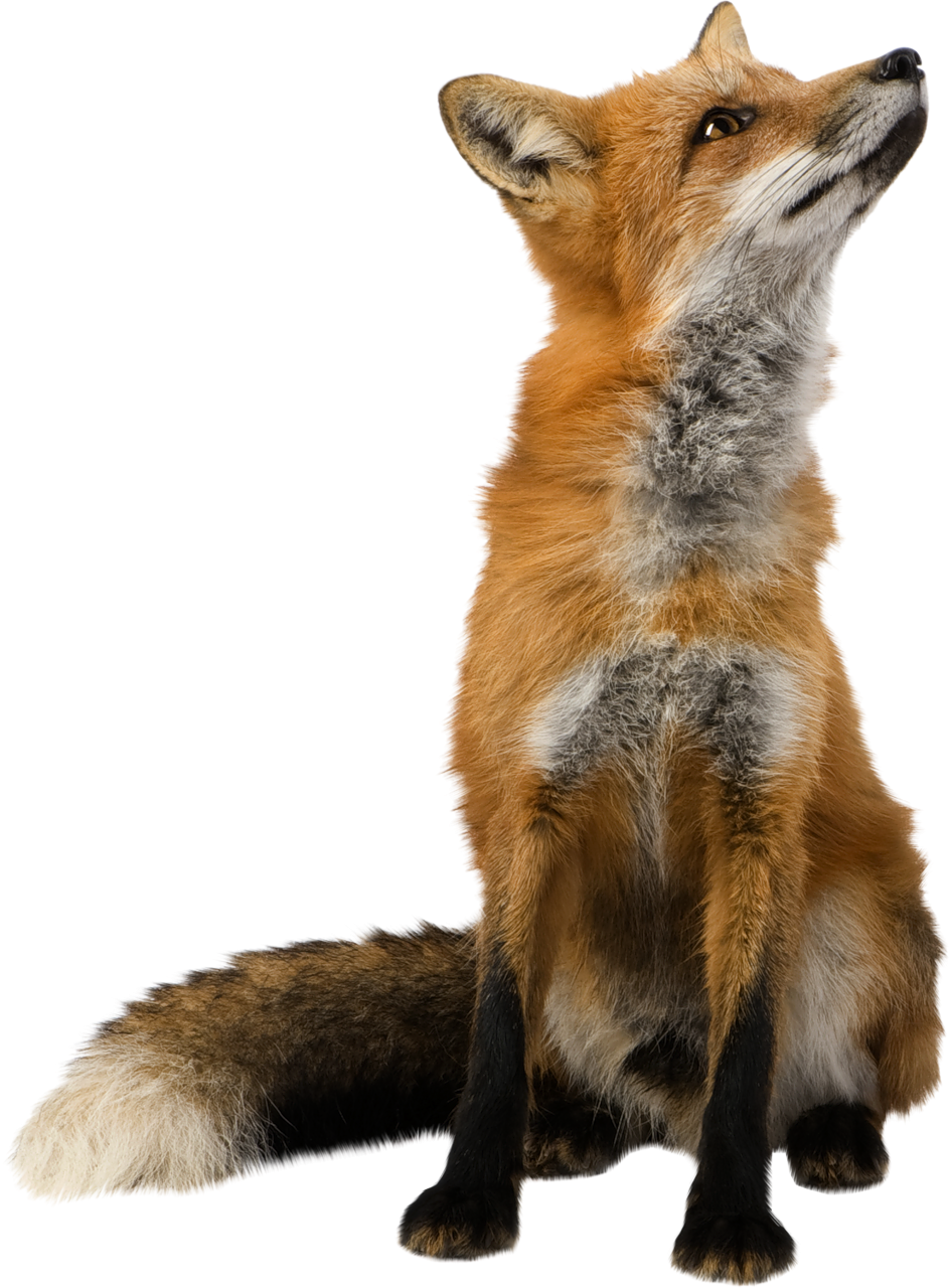 Fox PNG Transparent Free Images.