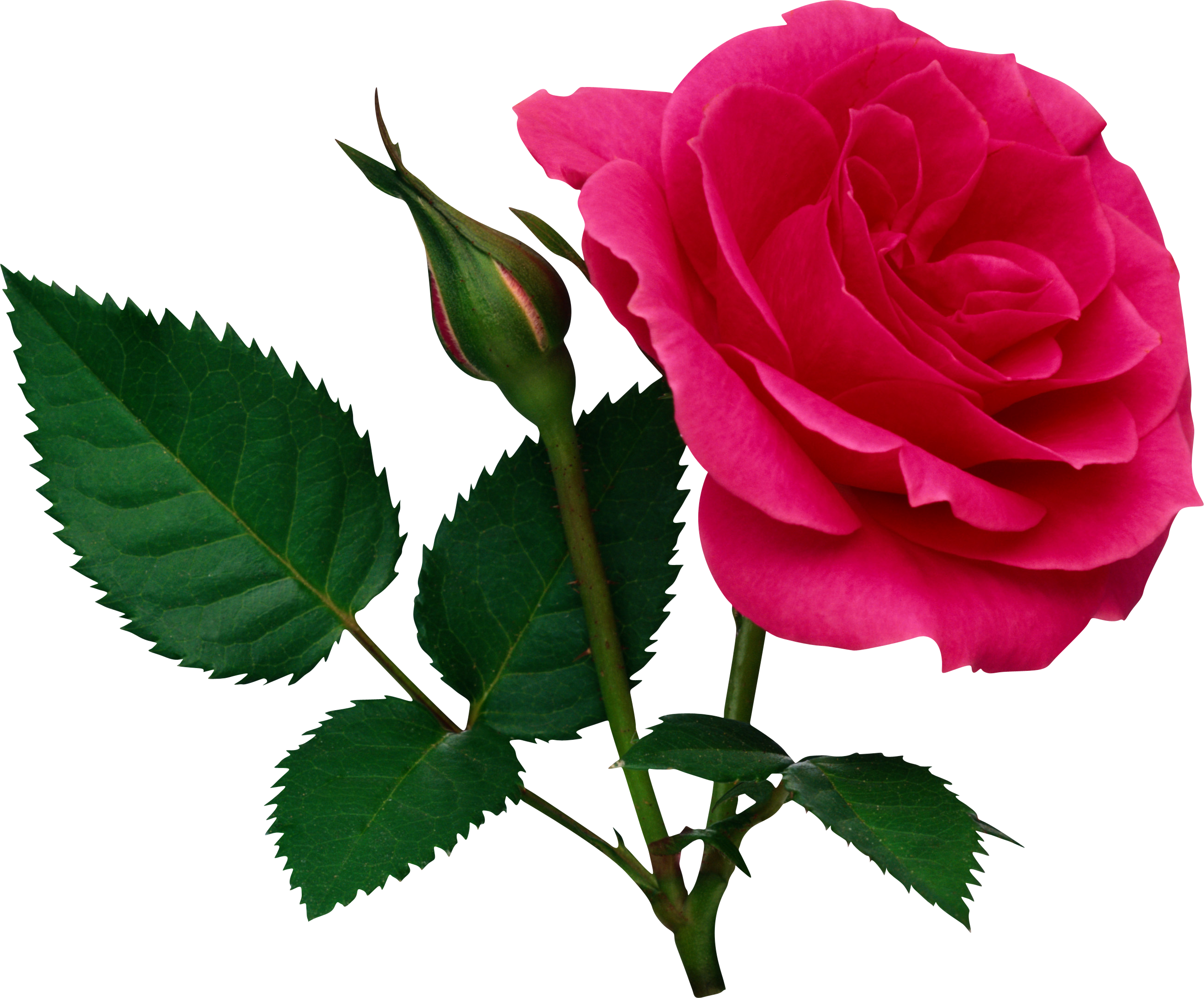 Pink Large Rose and Rose Bud PNG Clipart.