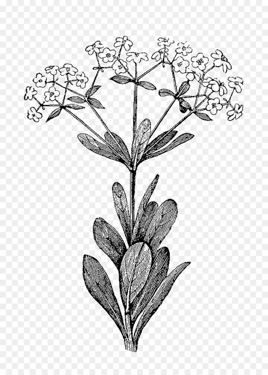 Download Free png Botanical illustration Botany Illustration.