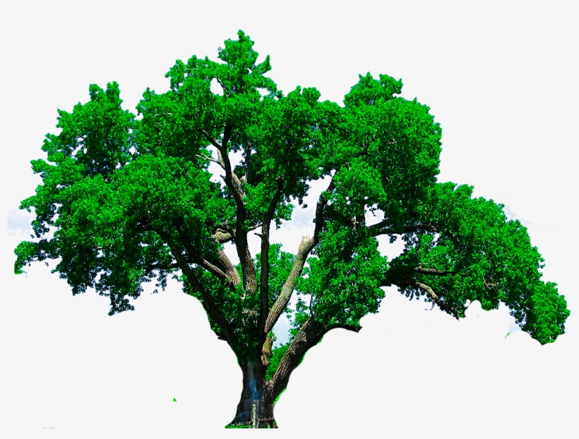 Tree Png, Photoshop Editing Png, Cb Edits Png, New.