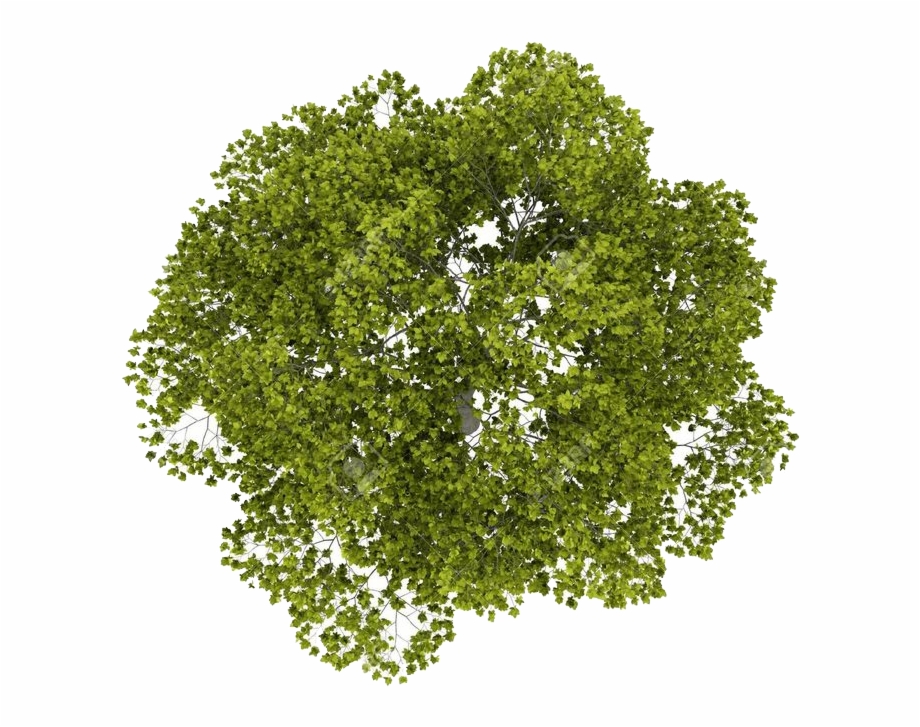 Top View Tree Png Free Download 10 Free Cliparts Download Images On   Png Images For Photoshop Free Download 7 