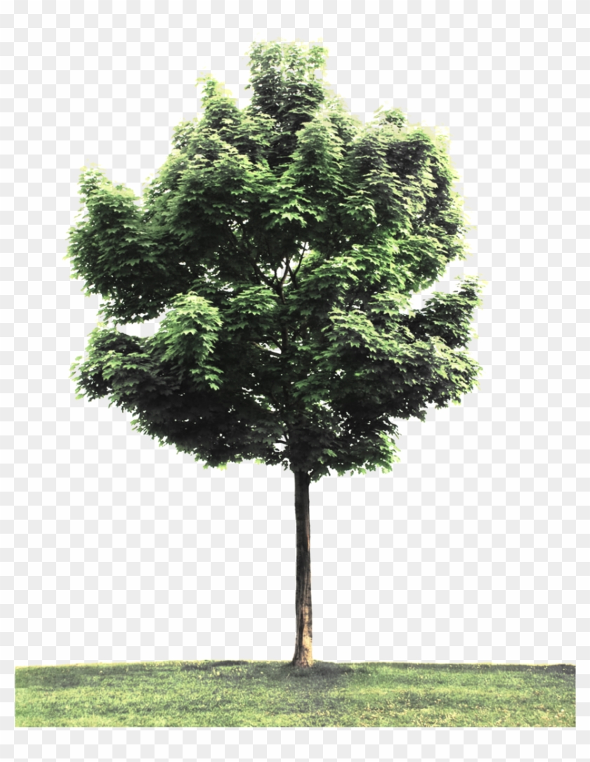 Street Tree Png.