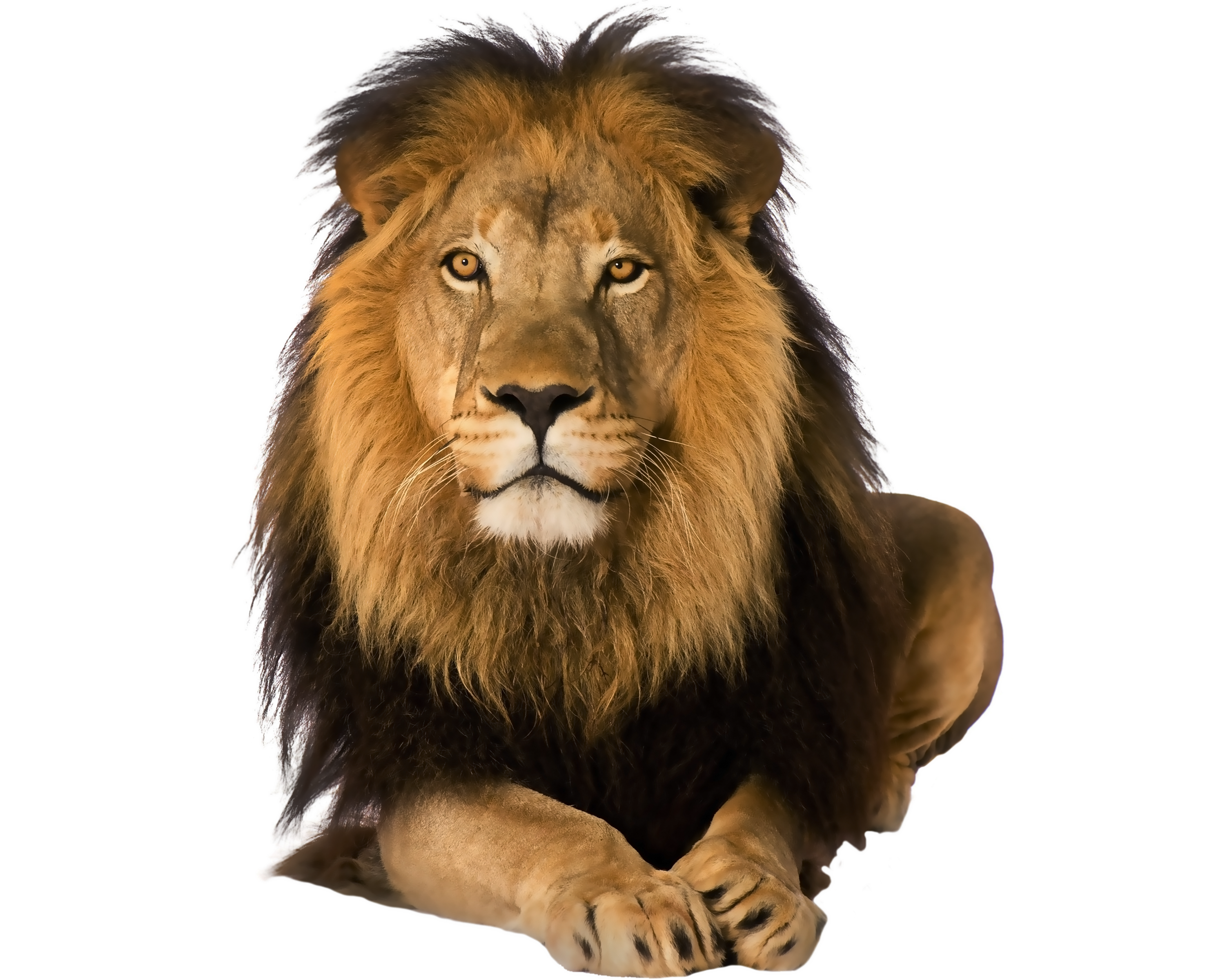 HQ Lion PNG Transparent Lion.PNG Images..