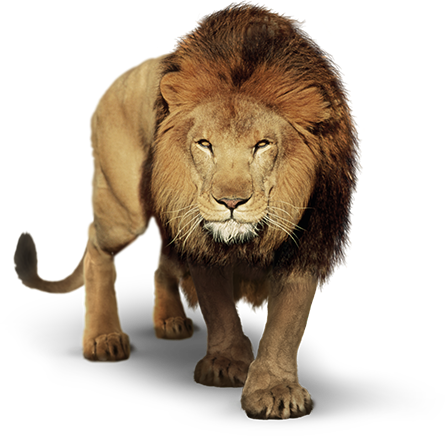 Lion PNG Transparent Images.