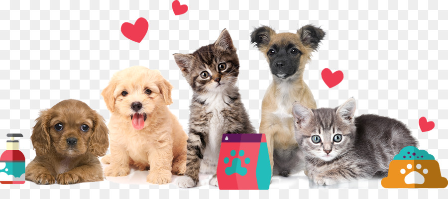 Dog And Cat png download.