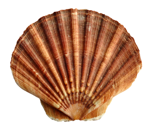 Shell PNG Transparent Images.