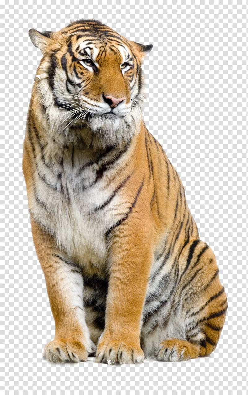 Felidae Lion Sumatran tiger , animal brush transparent.