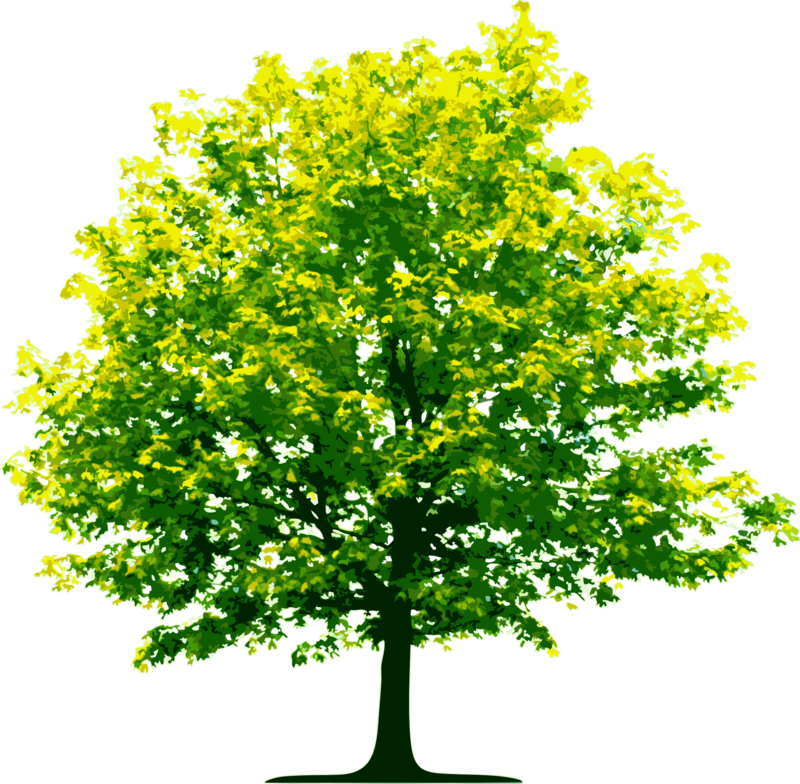Download Free png tree png image, free download, picture.