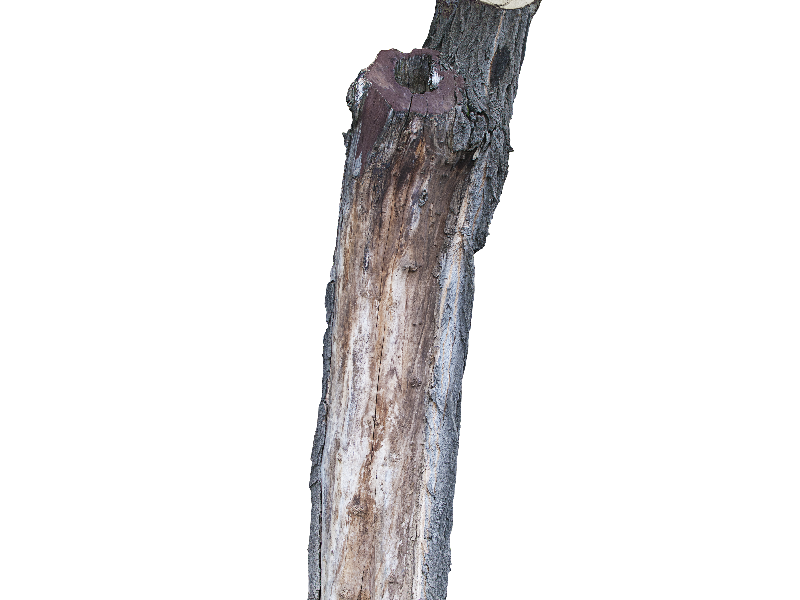 Tree Trunk PNG Image (Isolated.