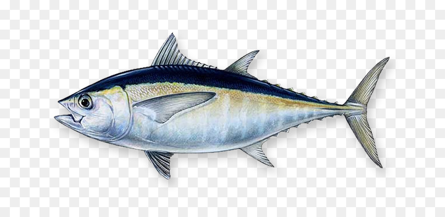 png tuna 10 free Cliparts | Download images on Clipground 2023