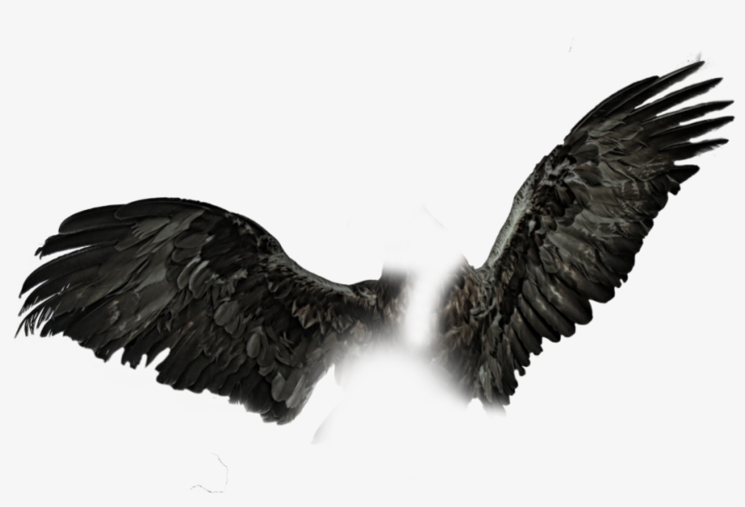 Dark Wings Png Black Wings Pngs.