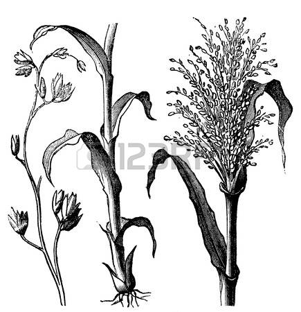 128 Poaceae Stock Vector Illustration And Royalty Free Poaceae Clipart.