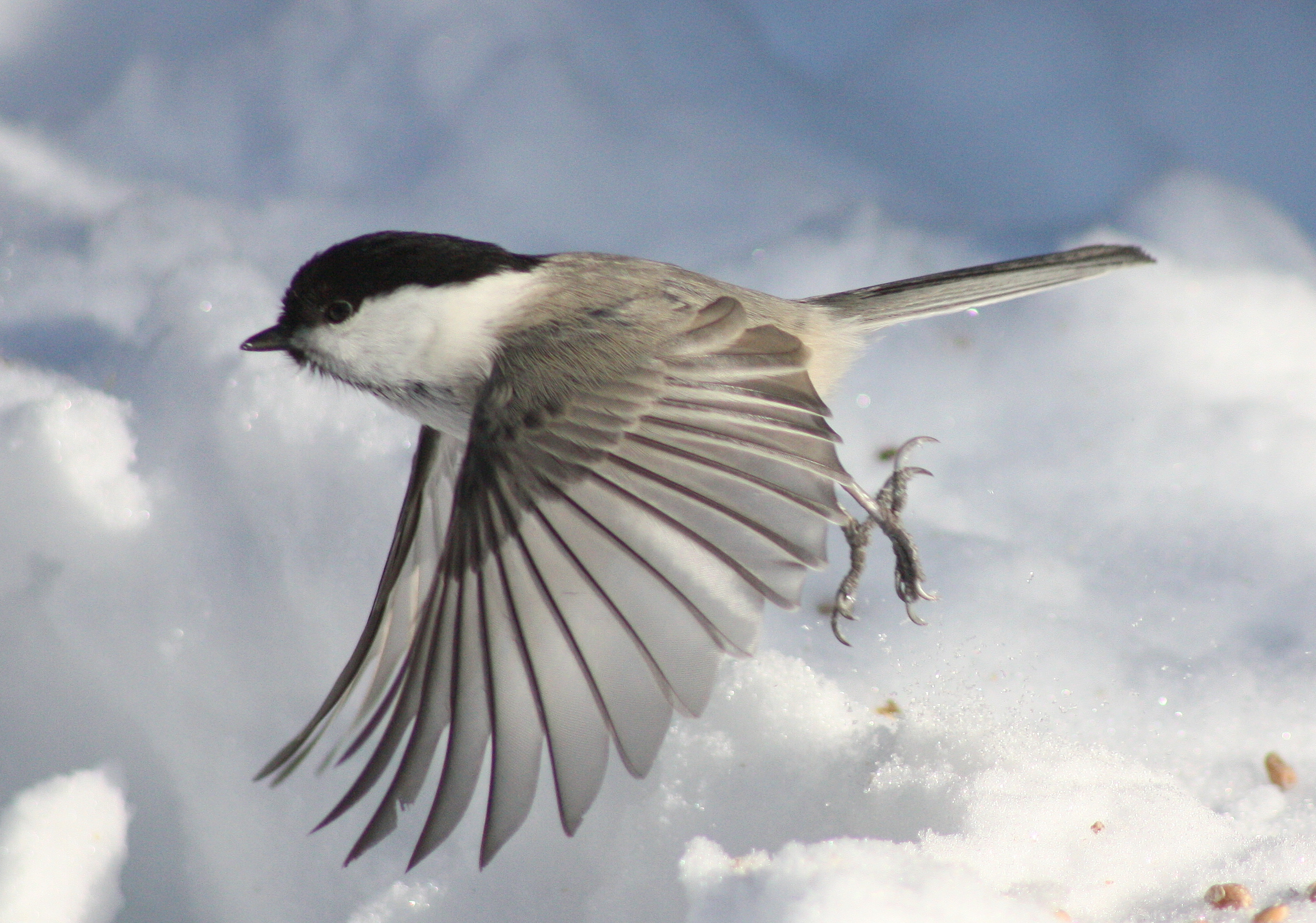 File:Poecile Montanus Kittila 20120306.JPG.