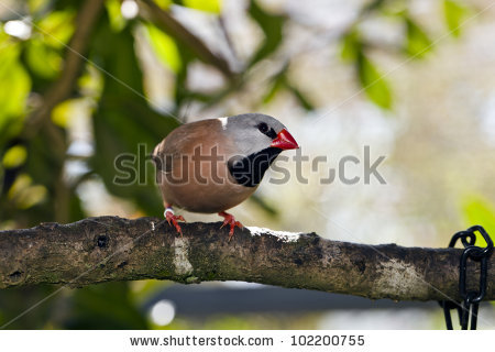 black Heart Finch" Stock Photos, Royalty.