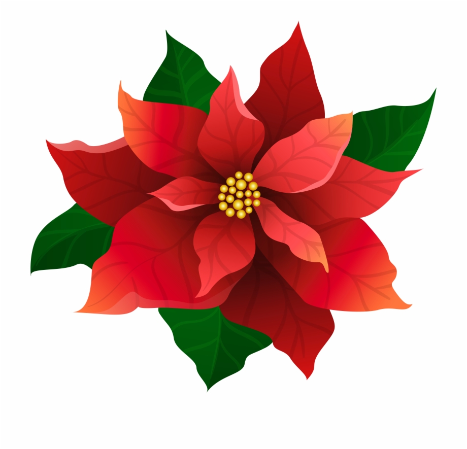 Poinsettia Clipart Christmas Candle Light Free PNG Images.