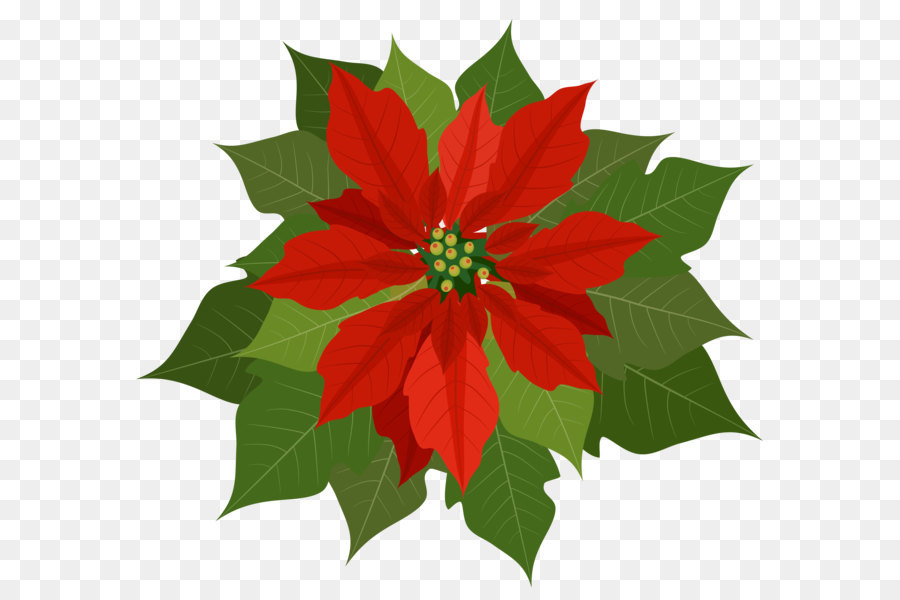 Christmas Poinsettia Clipart png download.