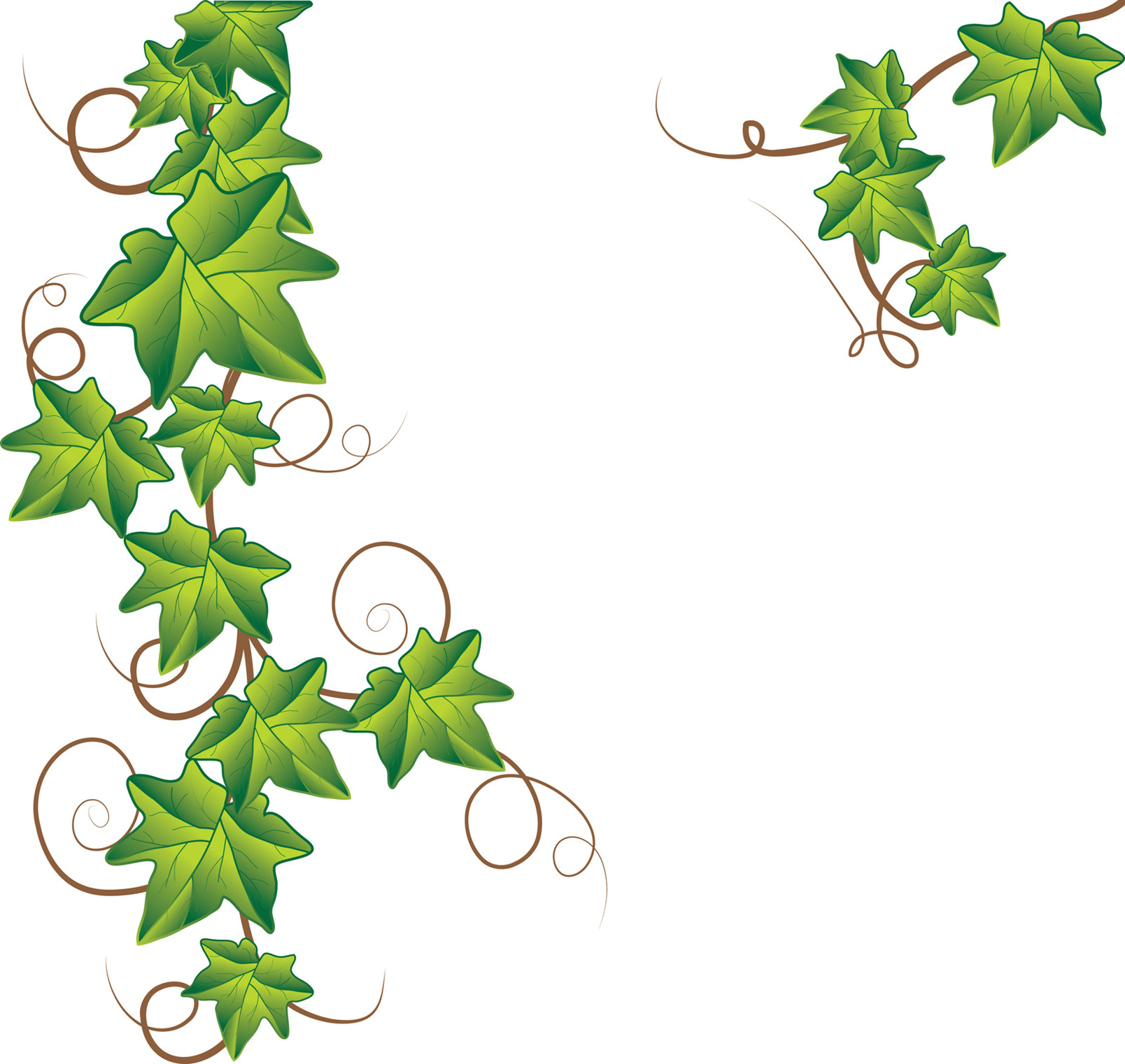 Free Ivy Cliparts, Download Free Clip Art, Free Clip Art on.