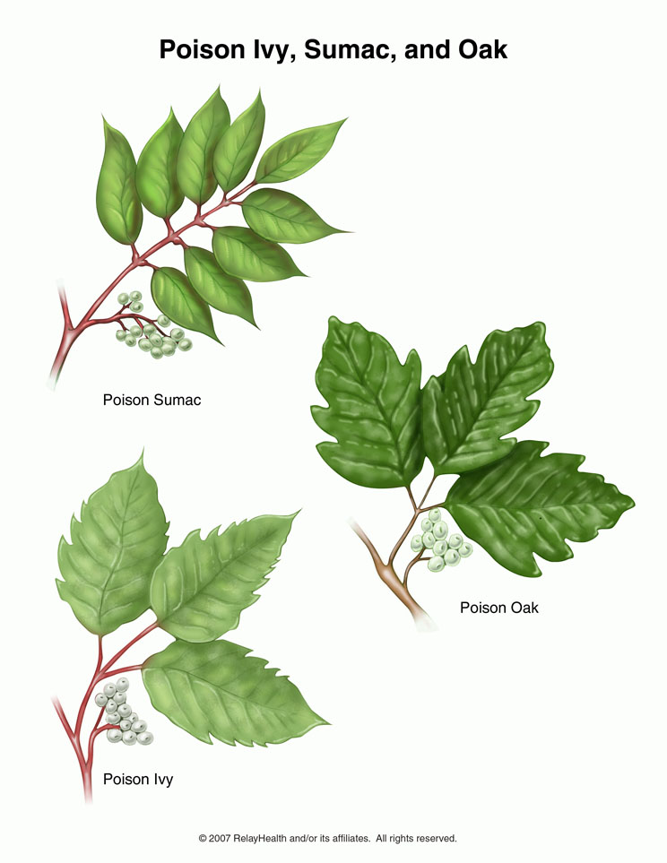 Poison oak clipart 20 free Cliparts | Download images on Clipground 2024