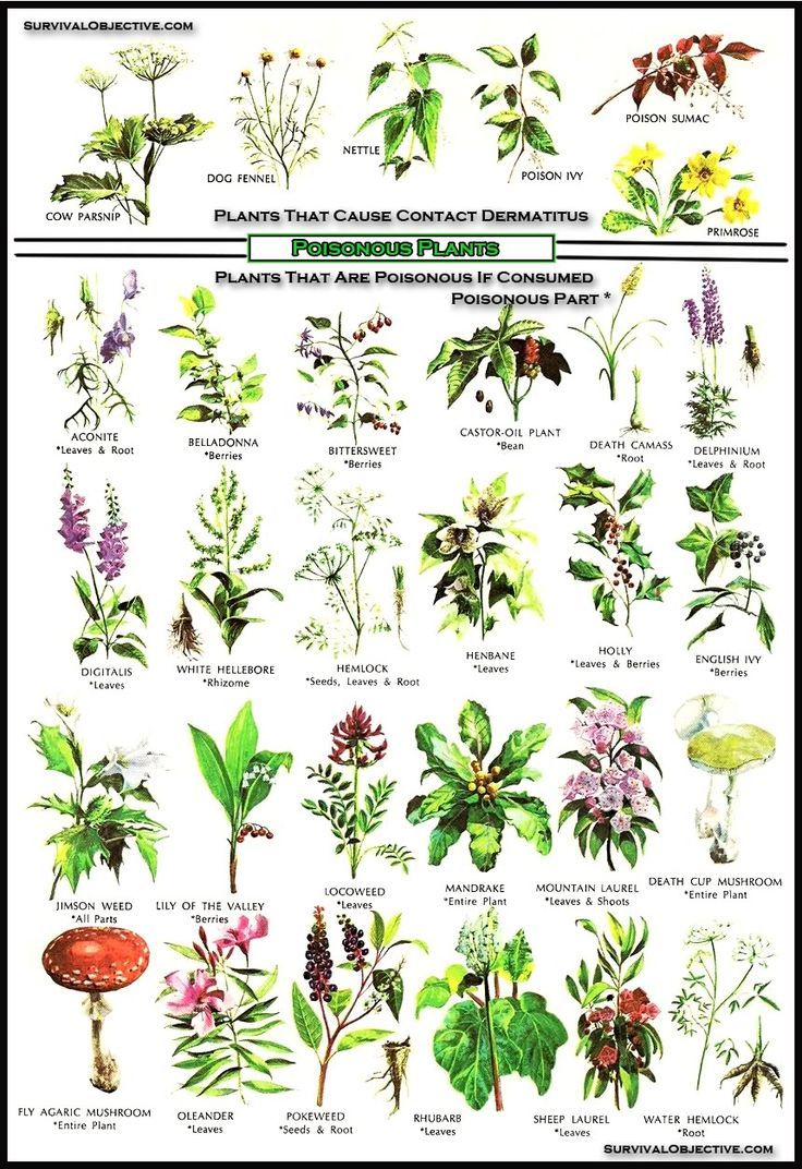 Poisonous Plant Clipart 20 Free Cliparts Download Images On 