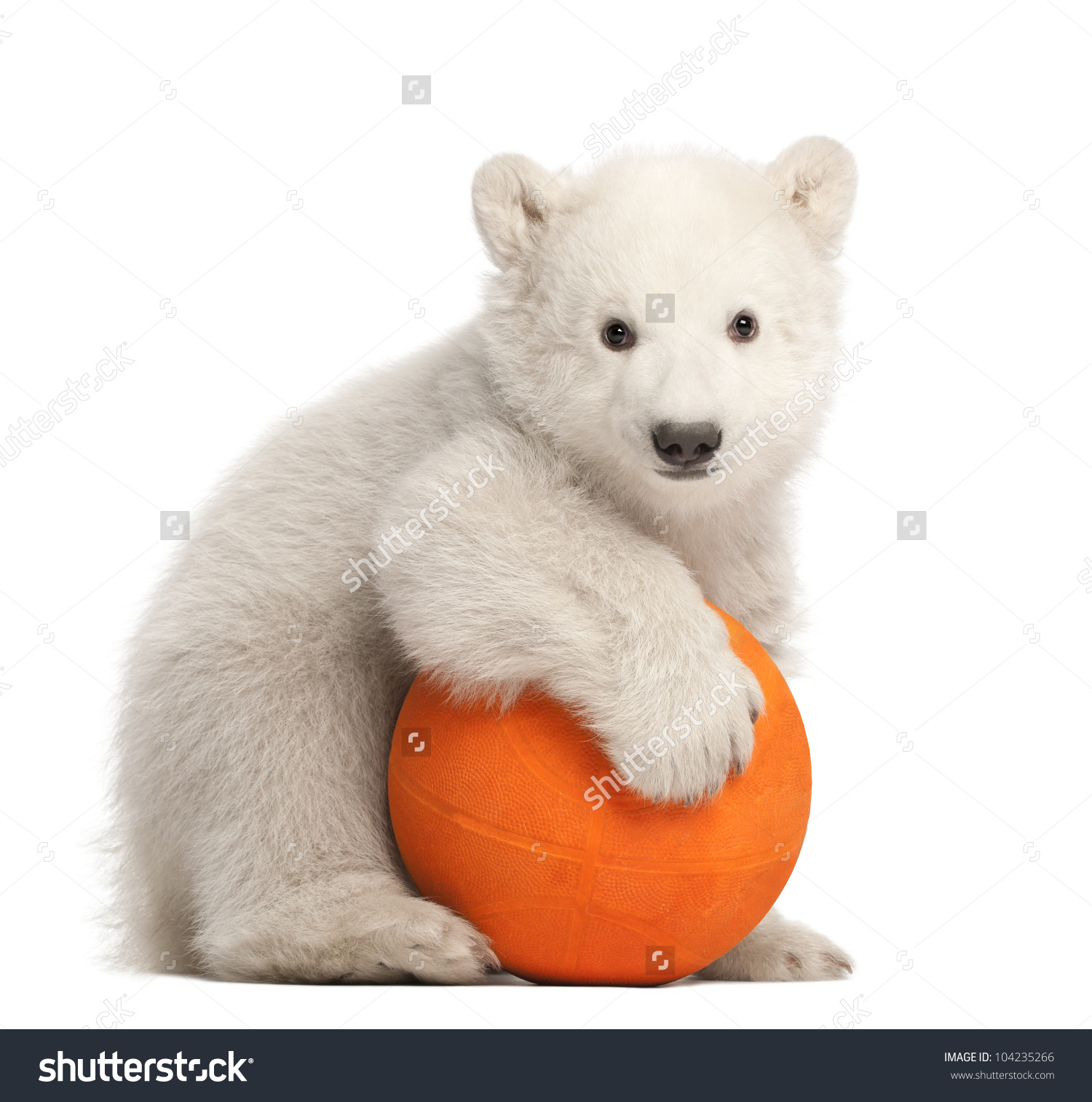 Polar Bear Cub, Ursus Maritimus, 3 Months Old, Playing With Orange.