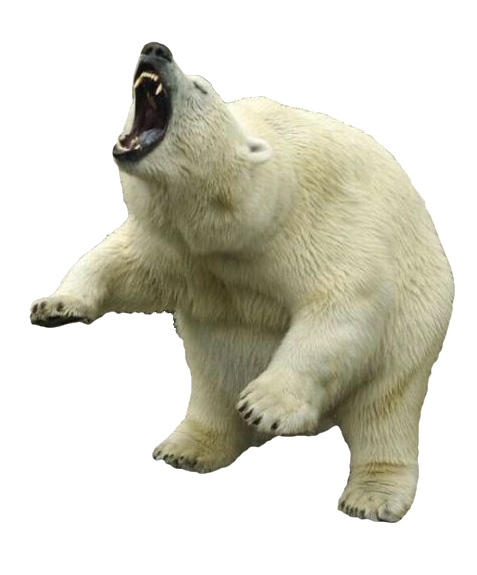 Polar bear PNG images free download.