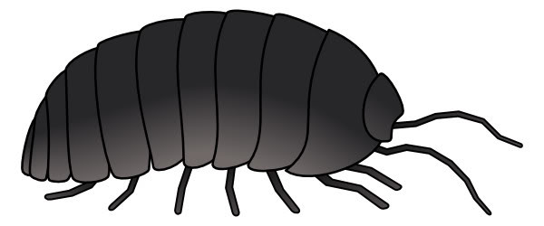 Roly poly bug clipart.