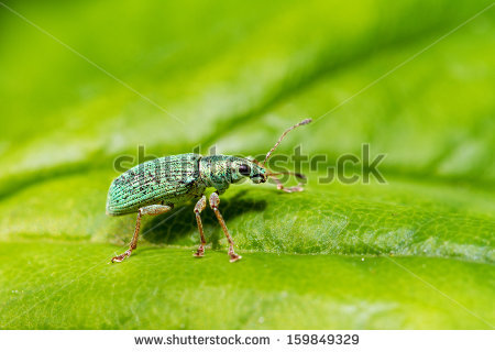 Polydrusus Stock Photos, Royalty.