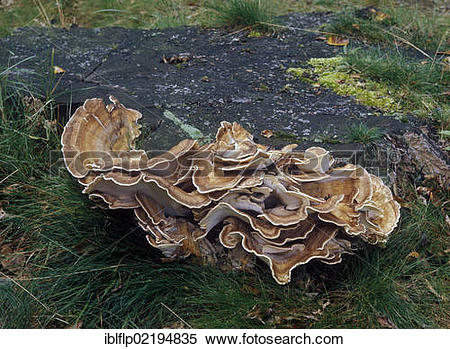 Stock Image of Giant Polypore fungus (Grifola gigantea.