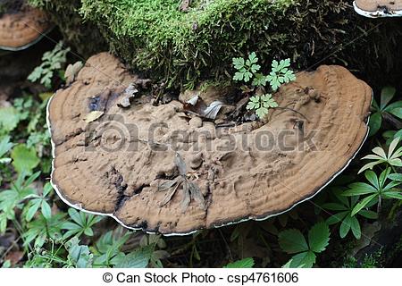 Stock Image of Tree fungus (Polyporus applanatus).