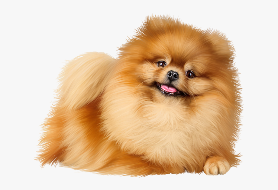 pomeranian clip art 10 free Cliparts | Download images on Clipground 2023