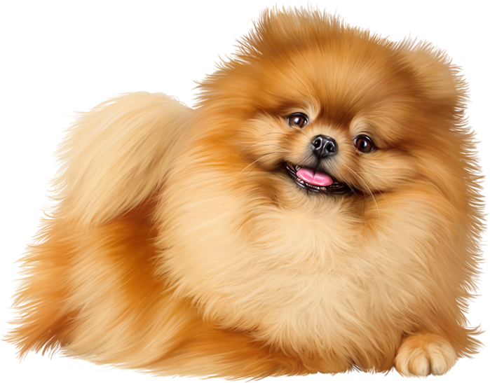 Pomeranian Png (110+ images in Collection) Page 2.