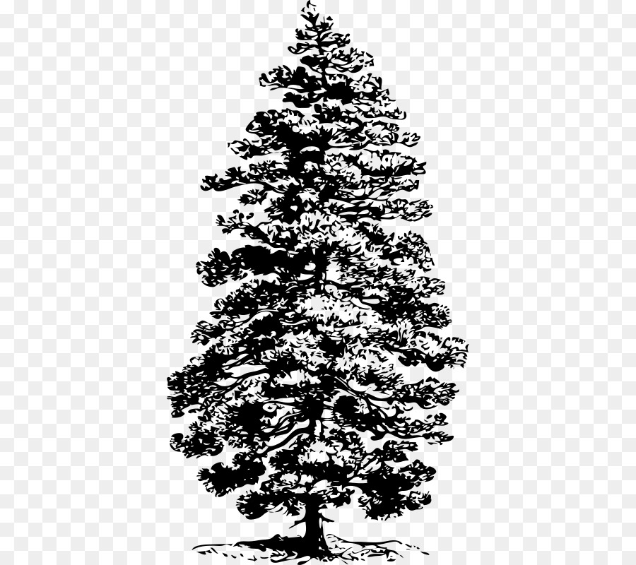 Ponderosa Pine Tree Png Black And White & Free Ponderosa.