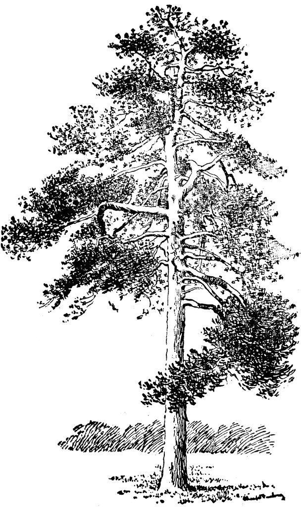 Pinus Ponderosa.